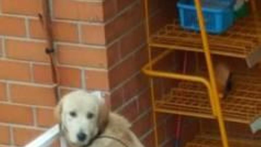 Rescatan en Almussafes a un perro abandonado en el balcón de una casa