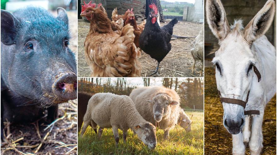 Inconformidad con la Ley de bienestar animal en protectoras y santuarios gallegos