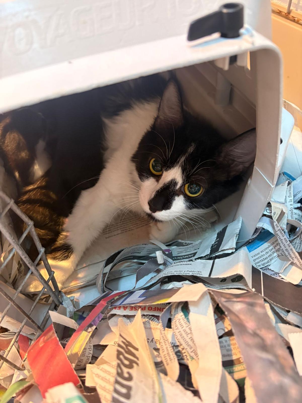 Algunos de los 23 gatos rescatados durante un desalojo en Vigo