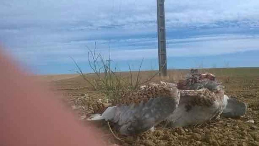 Ejemplar de avutarda hallada bajo un tendido en la campiña cerealista cercana a Villalpando.