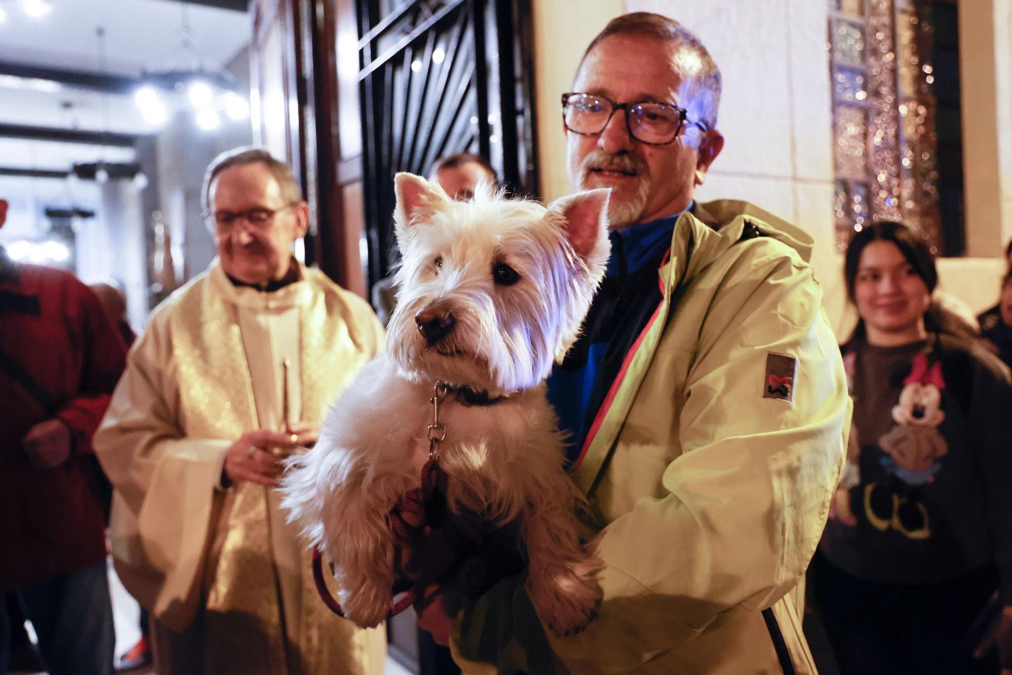 Bendición de animales en Mislata