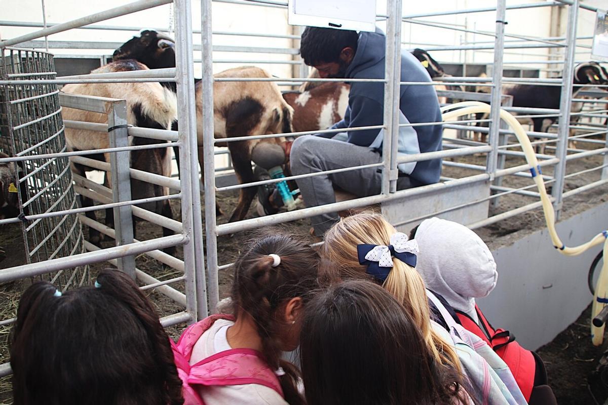 Feria de Ganado de Lanzarote en Uga 2026