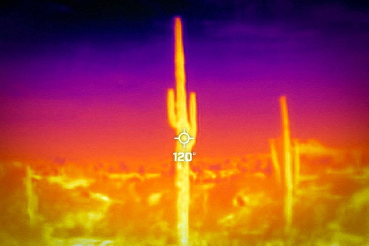 Se ve un cactus saguaro durante una ola de calor de 27 días con temperaturas superiores a 110 grados Fahrenheit (43 grados Celsius) en el Jardín Botánico del Desierto en Phoenix, Arizona, EE.UU., 26 de julio de 2023. El 26 de julio a las 09:50 ( GMT-7), una cámara Flir One ProThermal registró una temperatura superficial de 120 grados Fahrenheit (48 grados Celsius), con una temperatura del aire de 86 grados Fahrenheit (30 grados Celsius) según el Servicio Meteorológico Nacional.