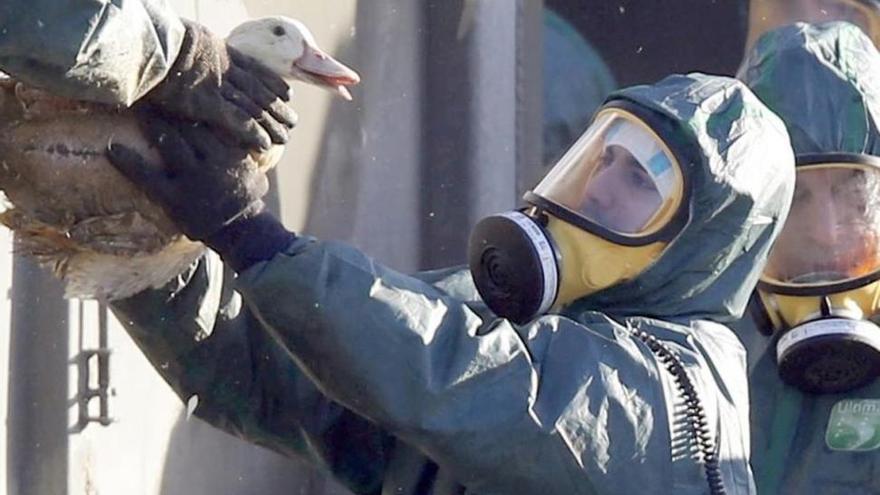 Francia decreta el fin de la epidemia de gripe aviar en todo su territorio