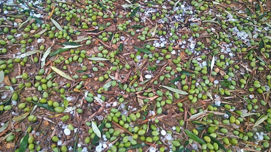 Imagen de los daños del pedrisco en los campos valencianos.  | R.C.V.