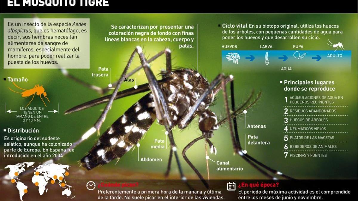 Mosquito tigre en Córdoba: Qué es y consejos para combatirlo