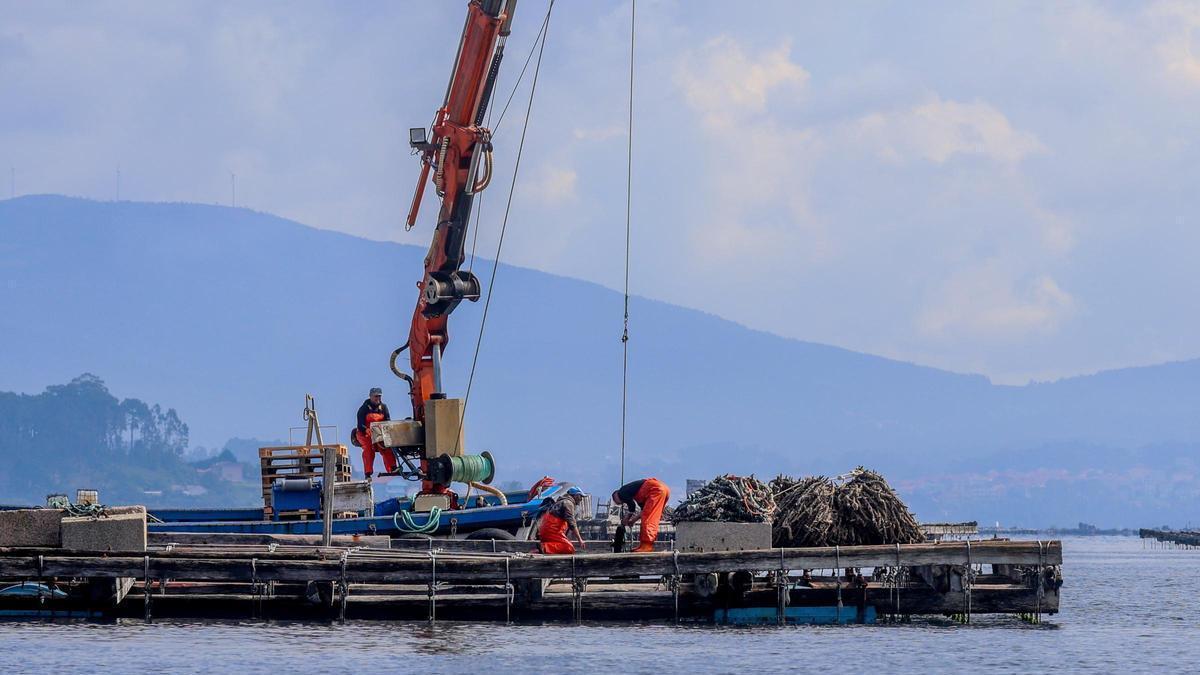 La actividad extractiva en las bateas está paralizada.