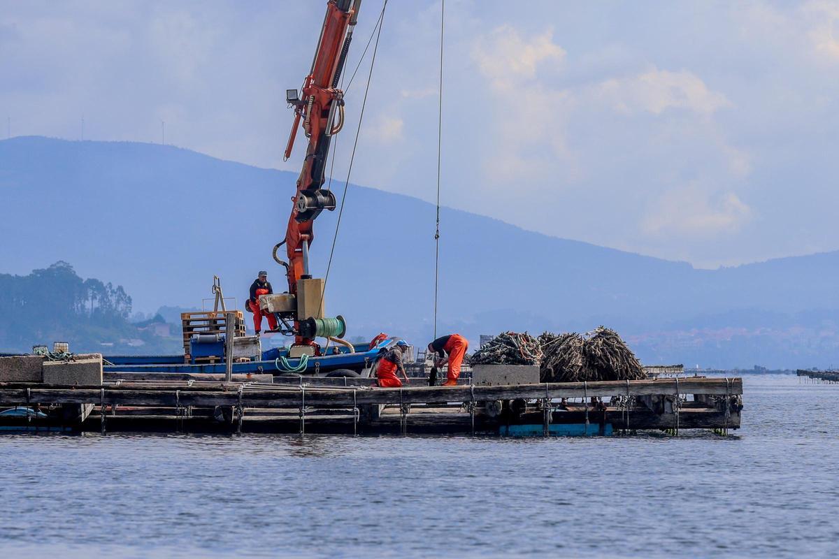 La actividad extractiva en las bateas est&aacute; paralizada.