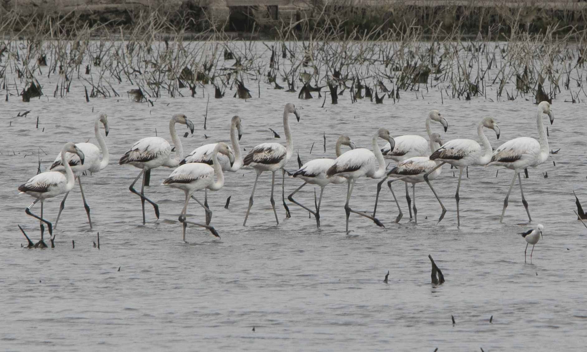 Flamencos en el marjal de Almardà, un espectáculo de la naturaleza.