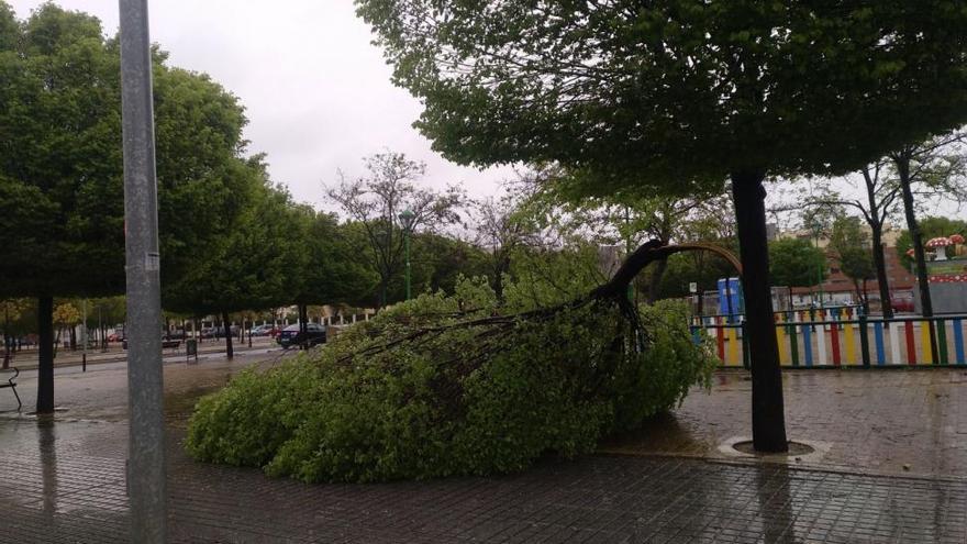 El viento y la lluvia provocan siete incidencias en la capital, la mayoría caída de ramas