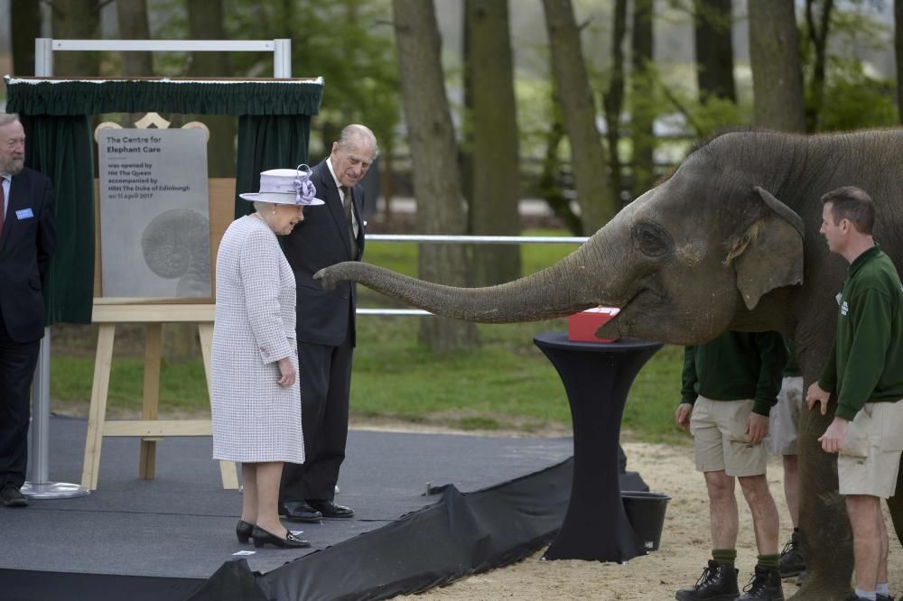 Isabel de Inglaterra da de comer a un elefante en un centro de cuidado de Reino Unido