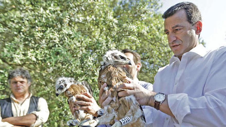 El conseller Company, soltando en junio ejemplares de águila ´cuabarrada´ en la reserva de Galatzó. Su directora general Lliteras ha anunciado esta semana el descubrimiento de una nueva especie, ahora amenazada por la nueva ley de Símbolos.