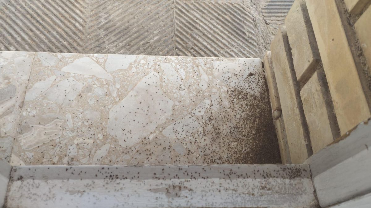 Xinxes a la porta d'un habitatge de Santpedor, on també s'ha detectat una plaga d'aquest insecte