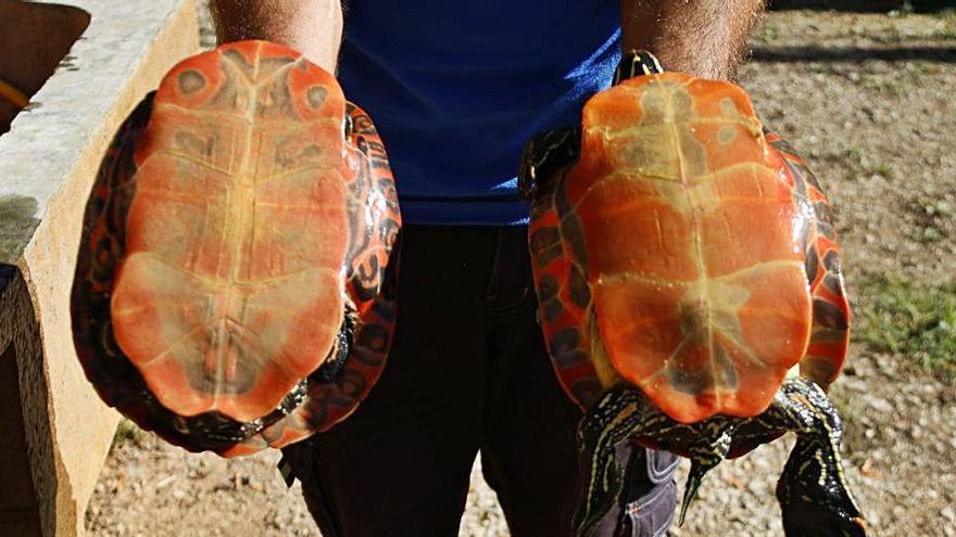 Imatge de les dues tortugues exòtiques retirades de l&#039;Estany de Banyoles.