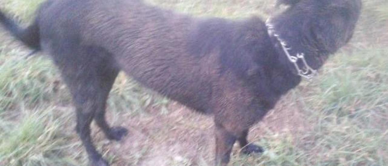 Los perros siempre acaban llenos de barro.