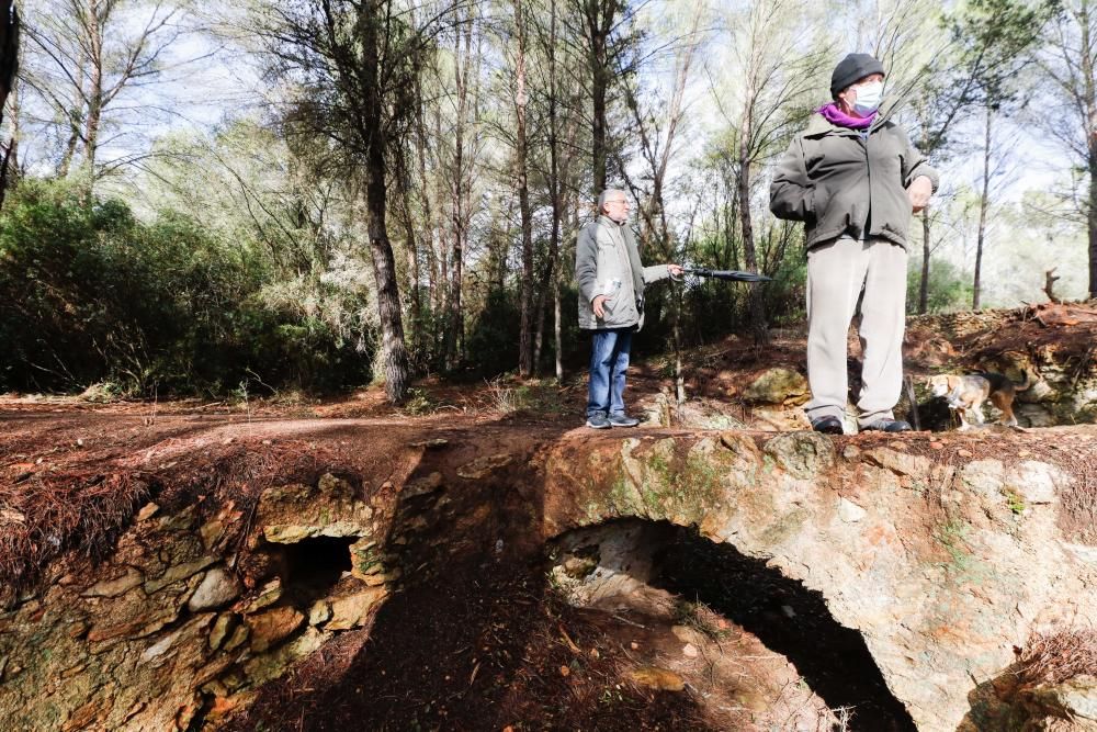 La fuente que alimentaba el canal de Fruitera y los huertos cercanos a Santa Gertrudis vuelve a estar a la vista