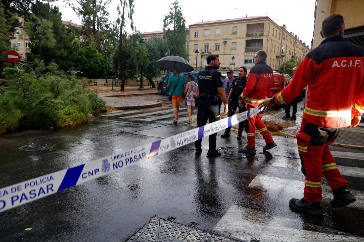 Han tenido que cortar la calle Pintor Cabrera por los árboles en la calzada Han tenido que cortar la calle Pintor Cabrera por los árboles en la calzada