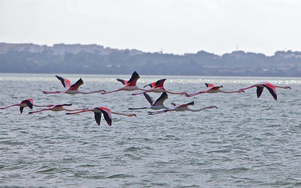 Flamencos en Ibiza