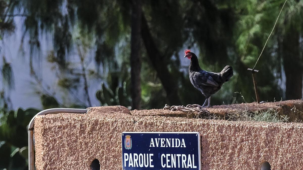 Los gallos no dejan dormir a Parque Central: "El canto es toda la noche"