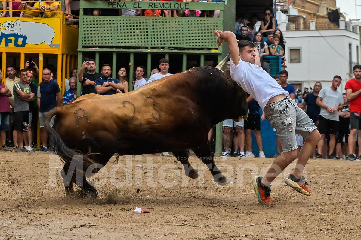 Bous a l'Alcora 2025