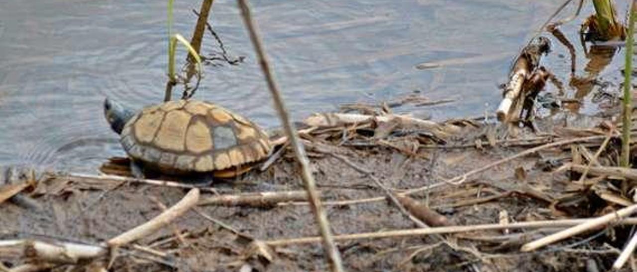 La tortuga localizada en Amandi.