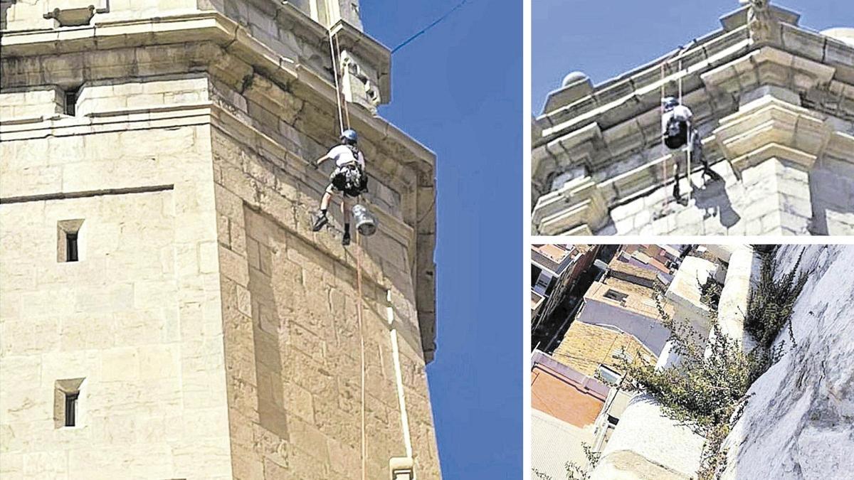 Fotos de los trabajos de limpieza de las malas hierbas en el campanario de la arciprestal.