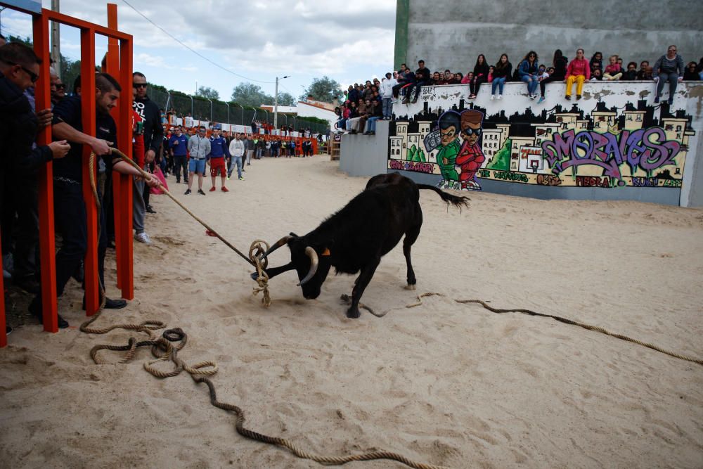 Maniobra para "capturar" una vaquilla