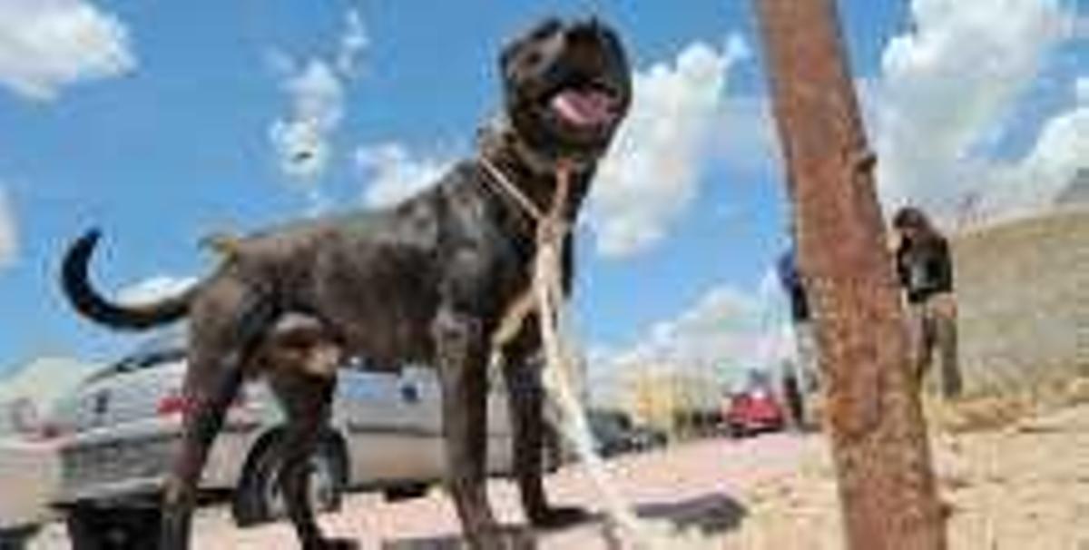 Rescatan a 7 galgos atados, sin agua ni comida en una piscina