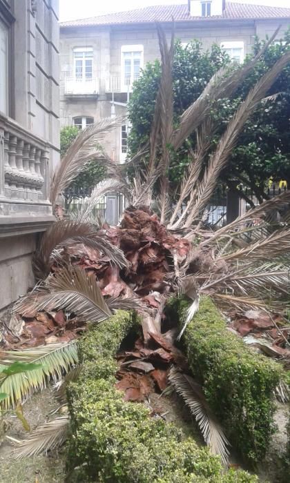 Un hongo acaba con una de las palmeras más emblemáticas de Pontevedra