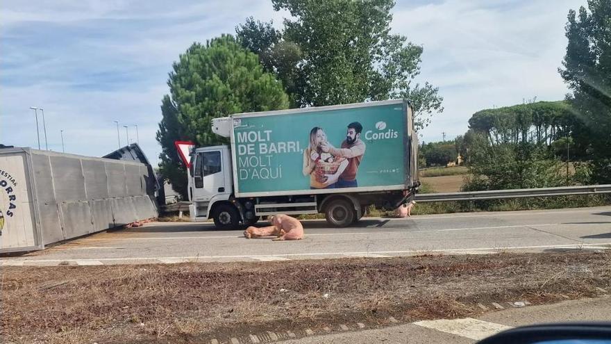 Porcs per la C-25 després que bolqués el camió que els transportava