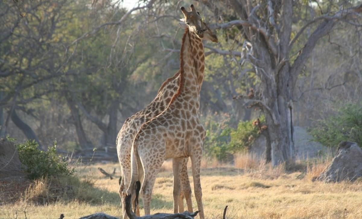 icoy36558075 girafa161208170000 icoy36558075 girafa161208170000