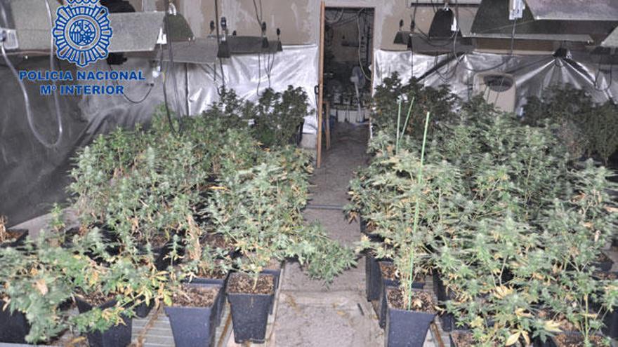 Detenido con 425 plantas de marihuana tras un incendio en su vivienda de Manacor