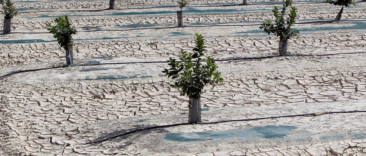 El déficit de agua se agrava en España. En la imagen una plantación en la Vega Baja controlada por riego por goteo