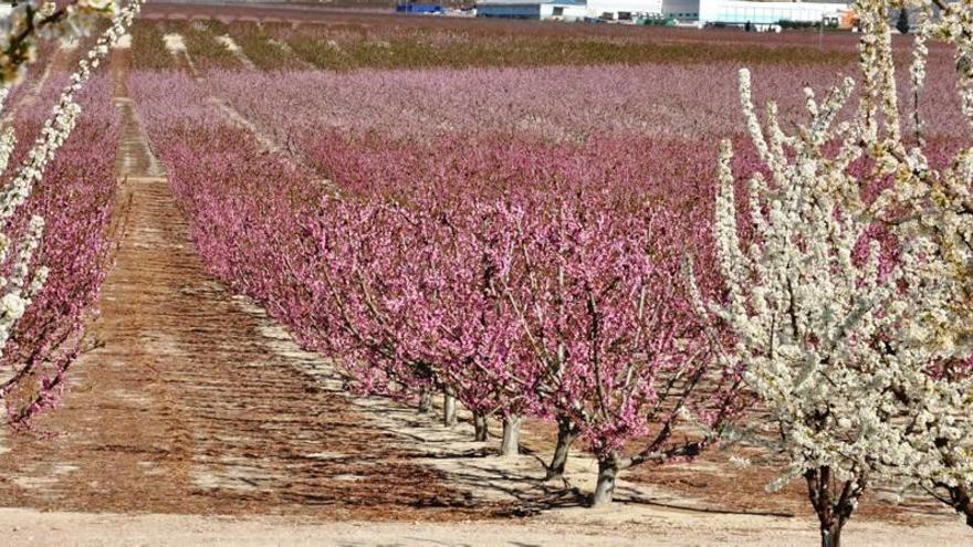 El contraste del color de las flores hace de la huerta murciana un océano vegetal.