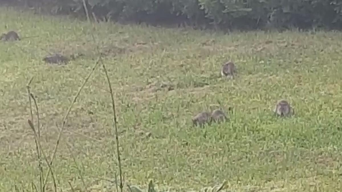 Vídeo de ratas en el barrio Sensal y Avenida Riu Sec de Castelló