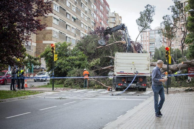 Imágenes de la caída de un árbol en la Calle Rioja