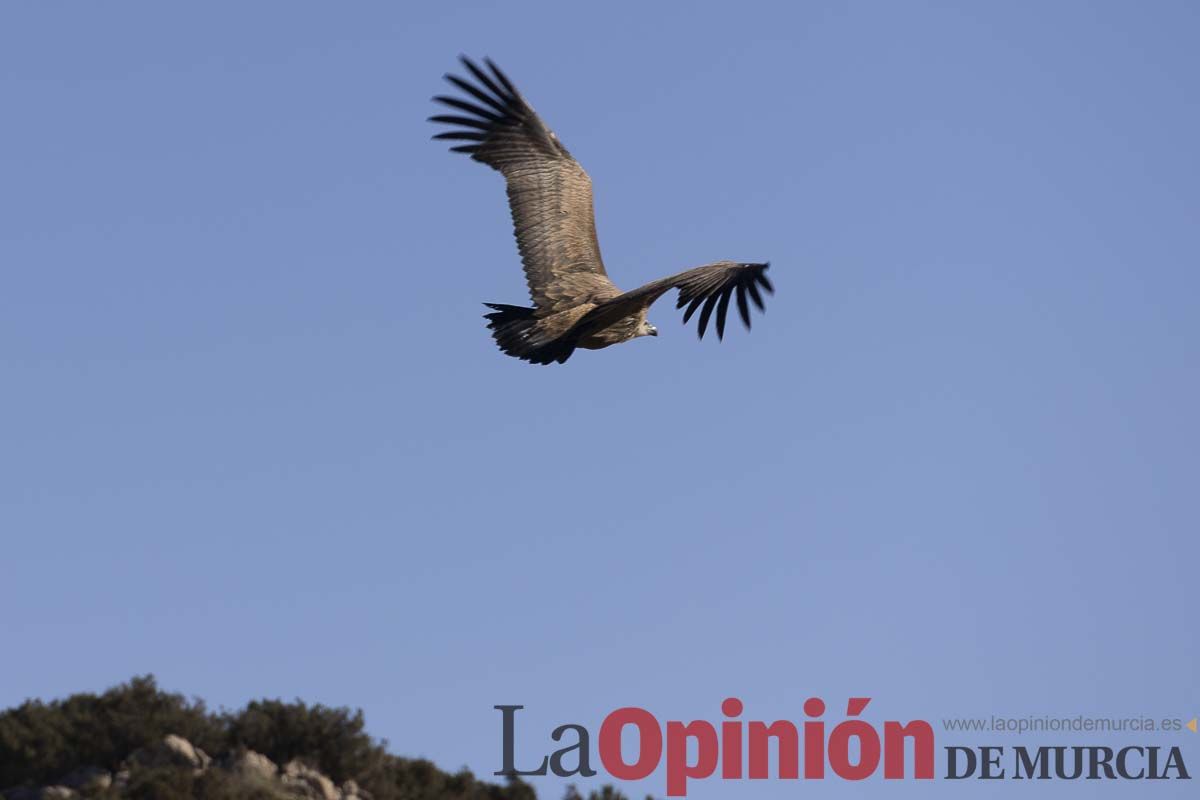 Suelta de dos buitres leonados en la Sierra de Mojantes en Caravaca