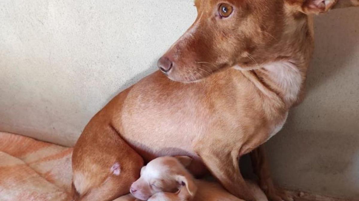 Las madres han sido llevadas a casas con sus cachorros. | ADA