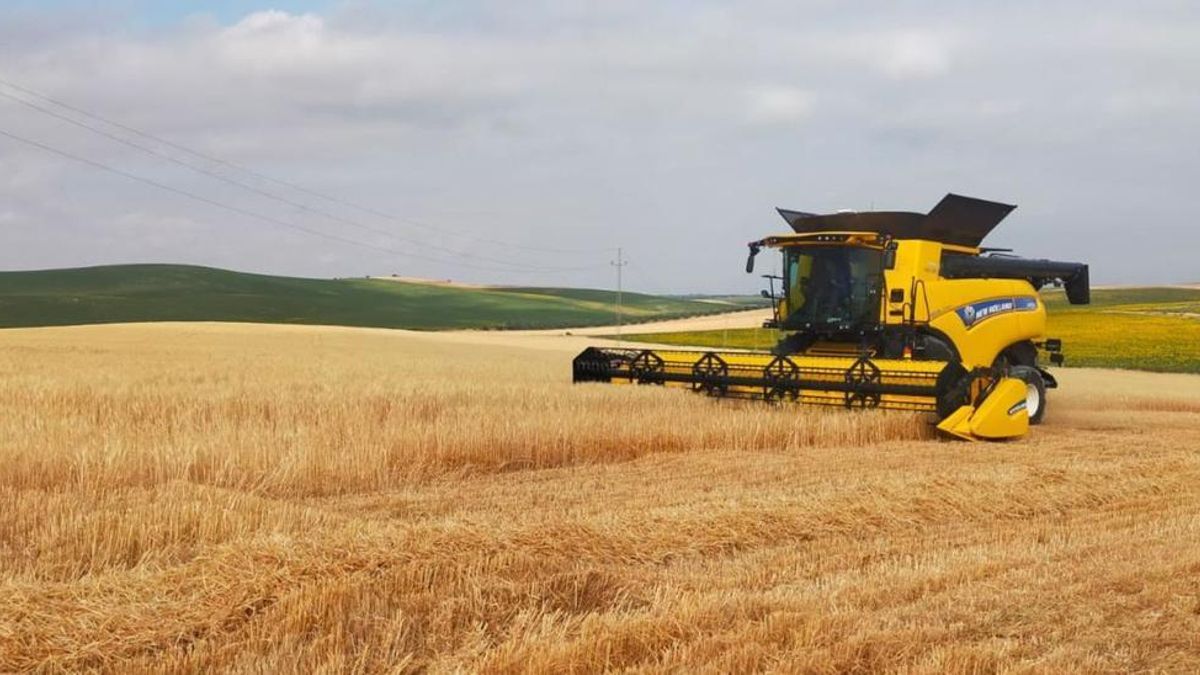 Una cosechadora recolecta cereal en una finca de la provincia de Córdoba.