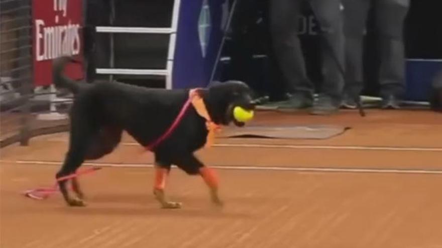 Uno de los perros recogepelotas