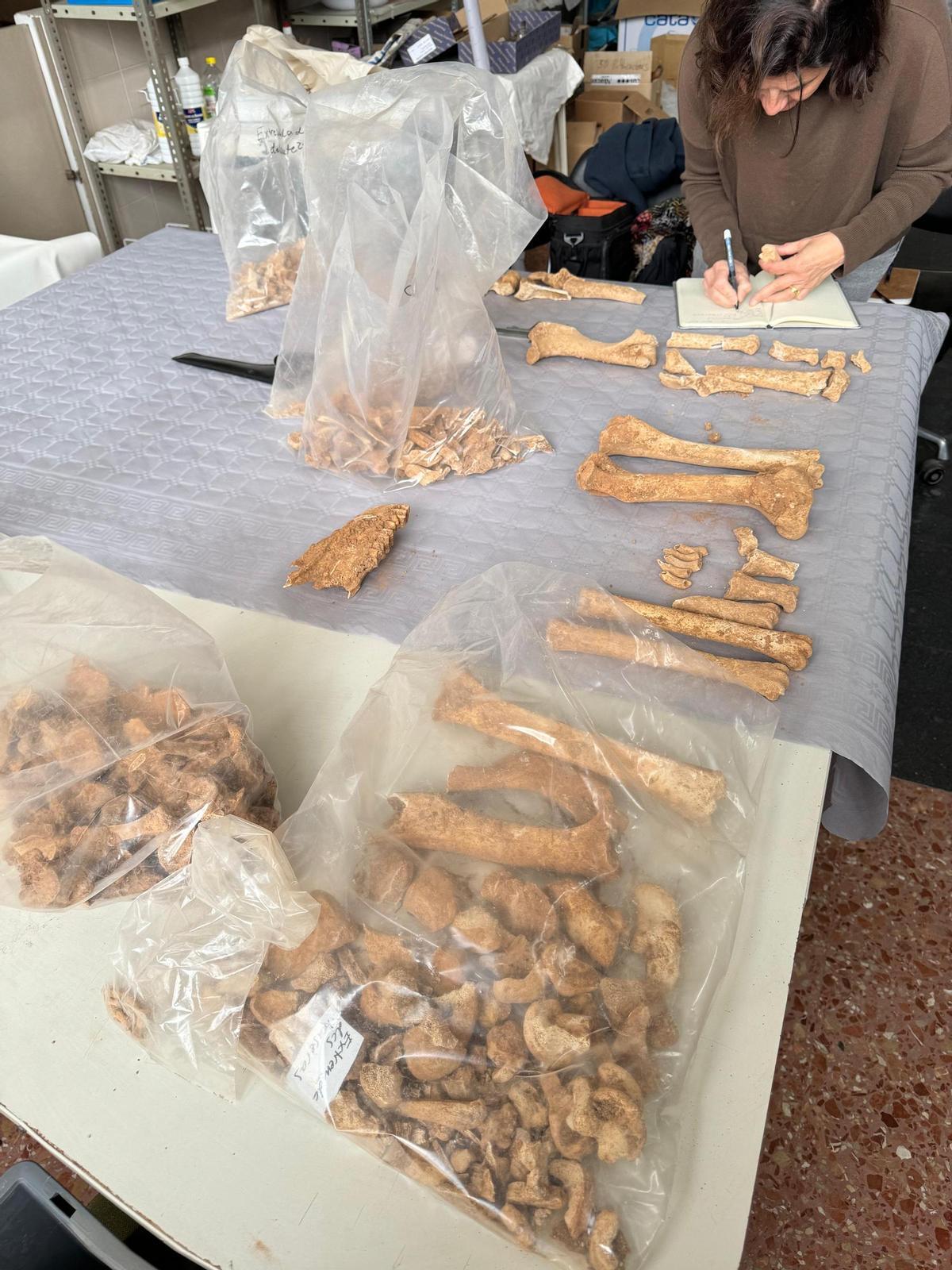 Estudio y análisis del esqueleto de équido hallado en las obras de la Plaza de la Iglesia y Cisterna de Quart de Poblet