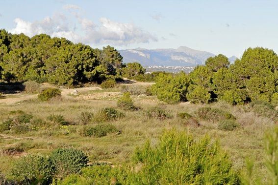 In Es Carnatge, dem letzten unverbauten Küstenabschnitt Palmas, aasten einst die Geier. Nun soll hier ein Park entstehen.