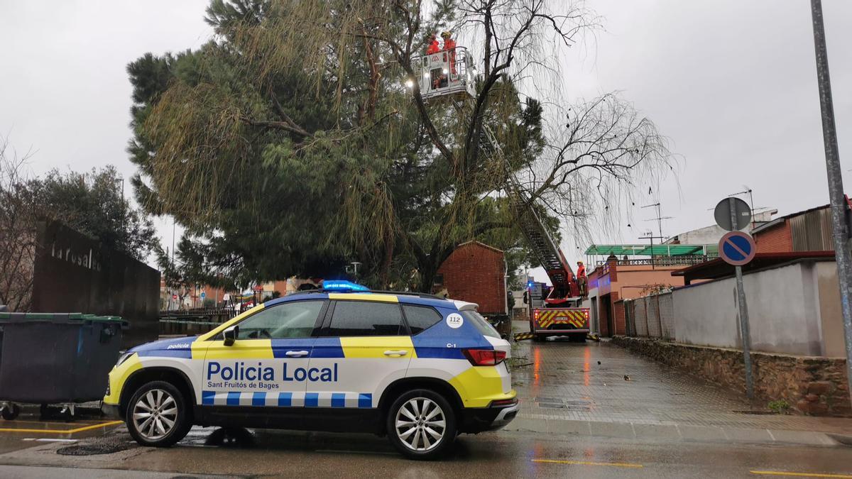 Bombers i Policia Local de Sant Fruitós han retirat l'arbre que presentava risc de caiguda