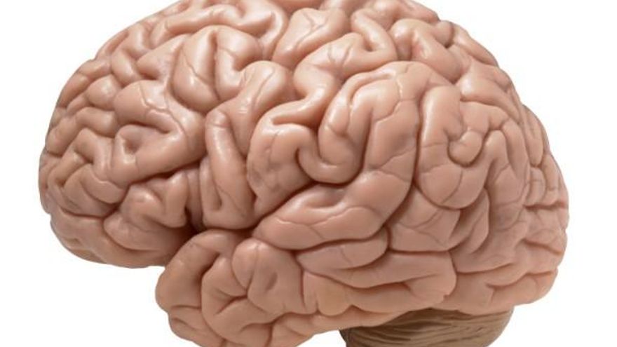 A Coruña será sede de una jornada internacional sobre el futuro del cerebro humano