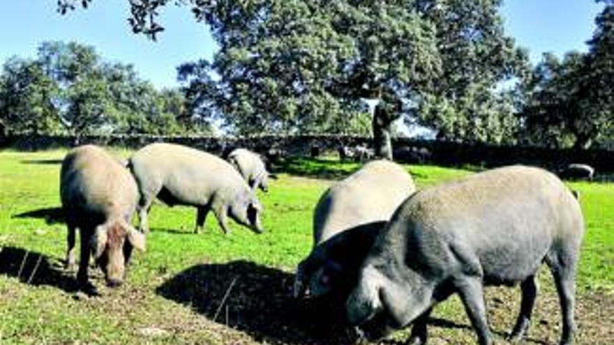 Buena acogida a la norma del ibérico