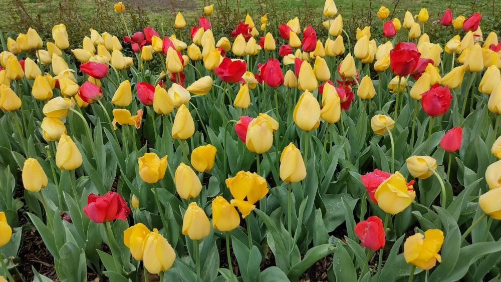 Tulipes grogues i vermelles.