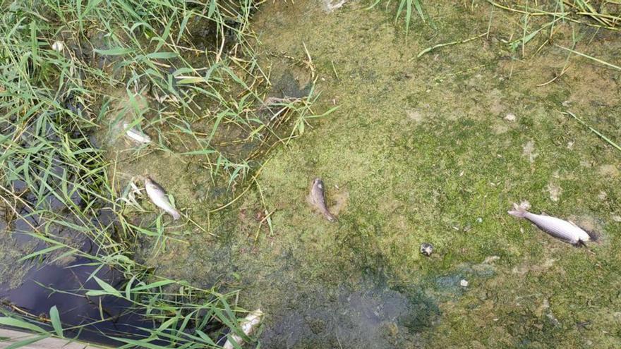 Aparecen cientos de peces muertos en un torrente de Sant Jordi