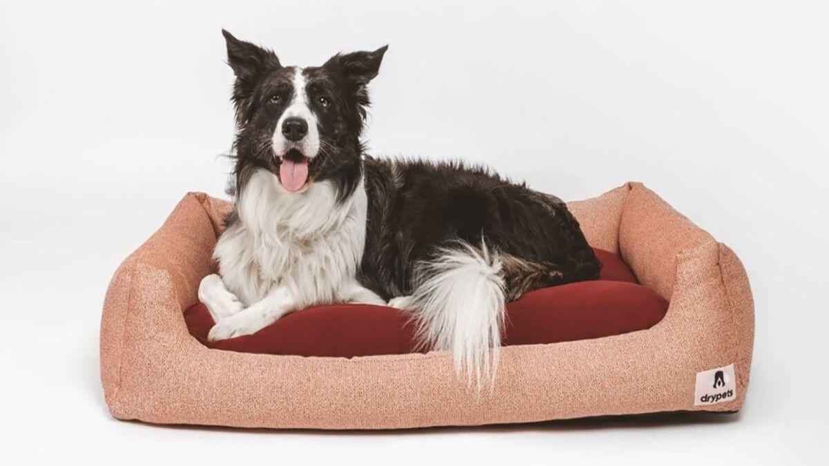 ¿Cómo tienes que adaptar la cama de tu mascota en invierno?