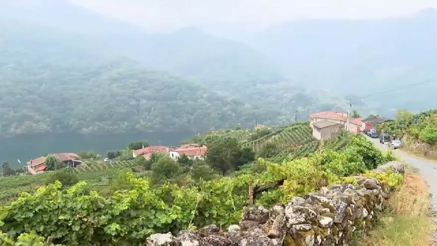 La vendimia en la Ribeira Sacra: un ritual en torno a una uva singular