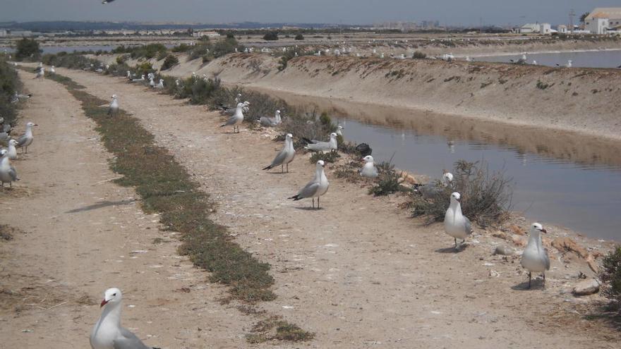 Las aves escogen San Pedro